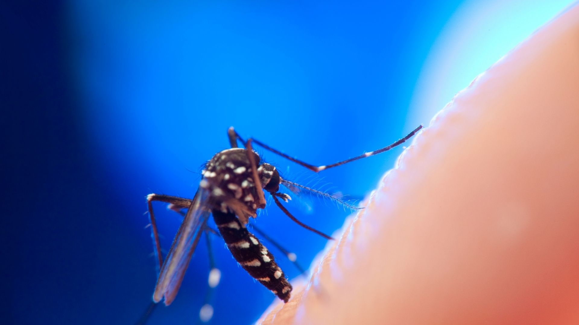 mosquit tigre