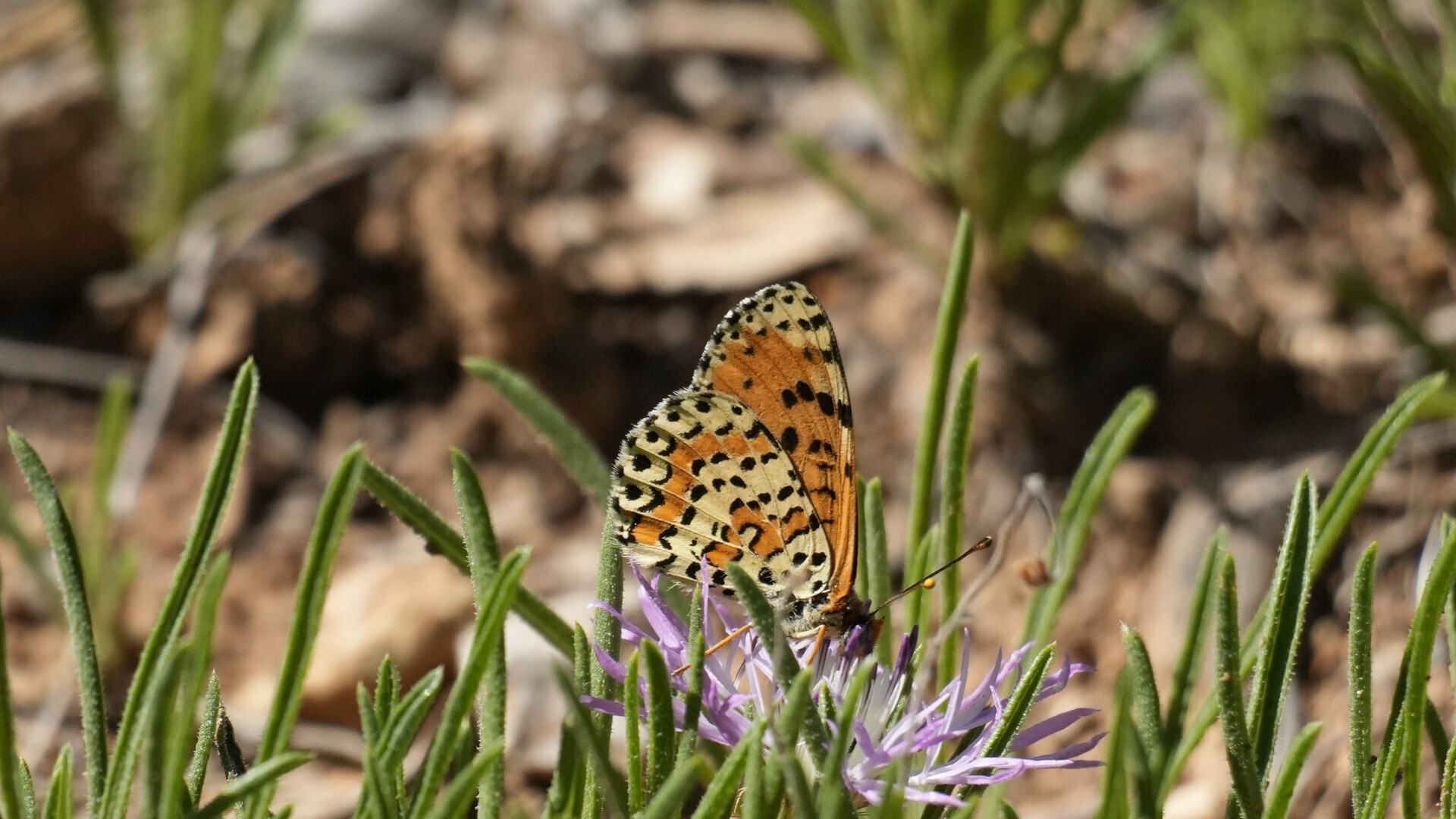 Les papallones alcen el vol: any de rècord a Barcelona, per varietat i quantitat | animals, Àrea Metropolitana, parcs, platges