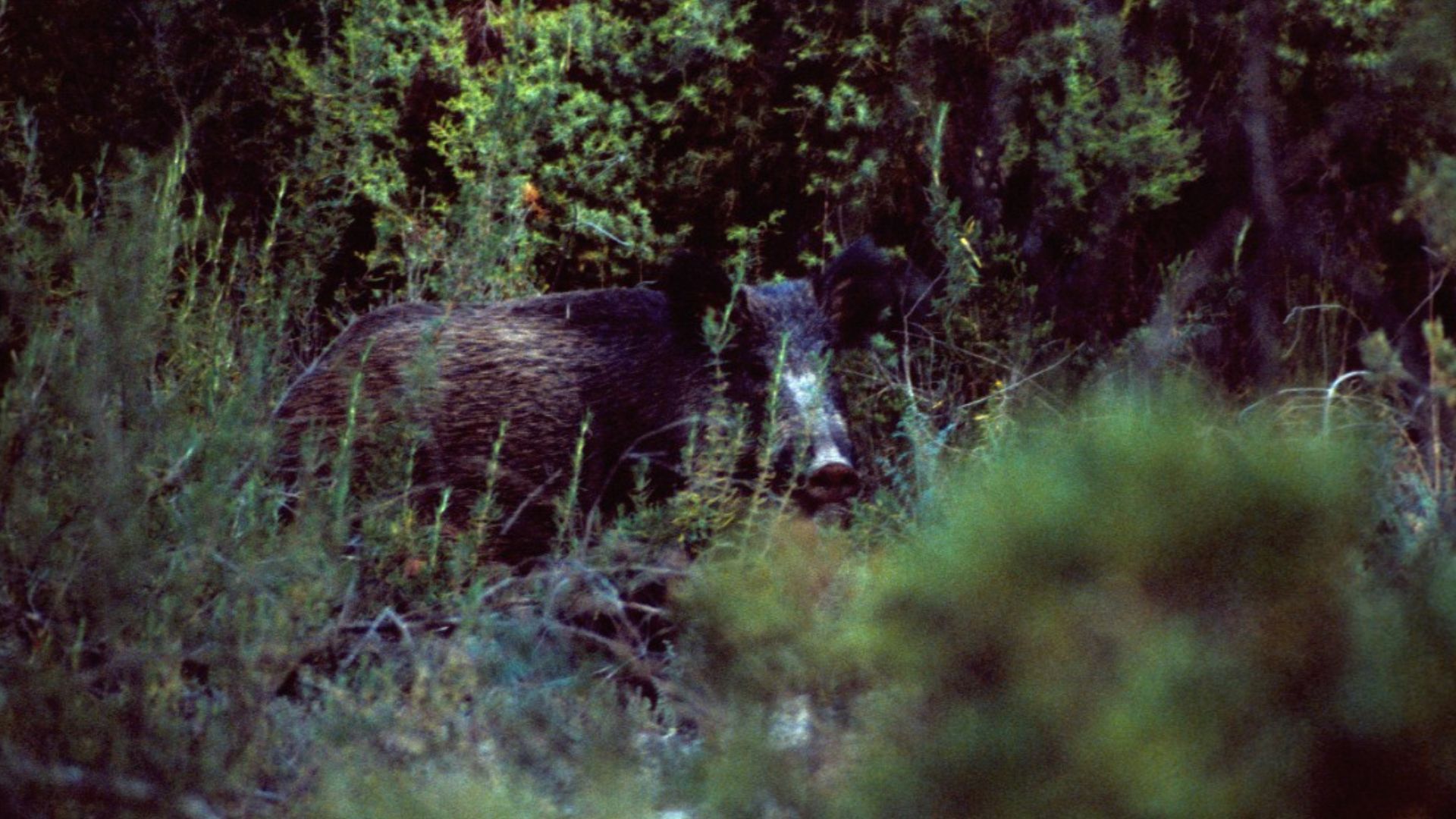 Porc senglar enmig del bosc