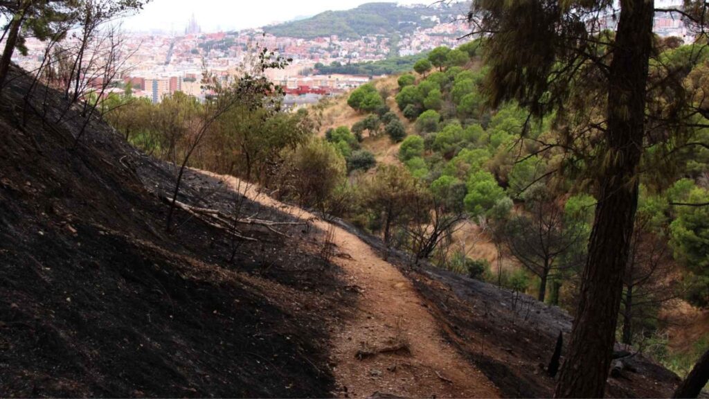 incendi parc collserola zona cremada afectacions fum flames barcelona