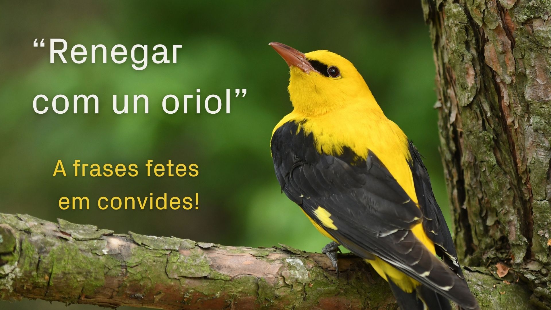 A frases fetes em convides: Renegar com un oriol