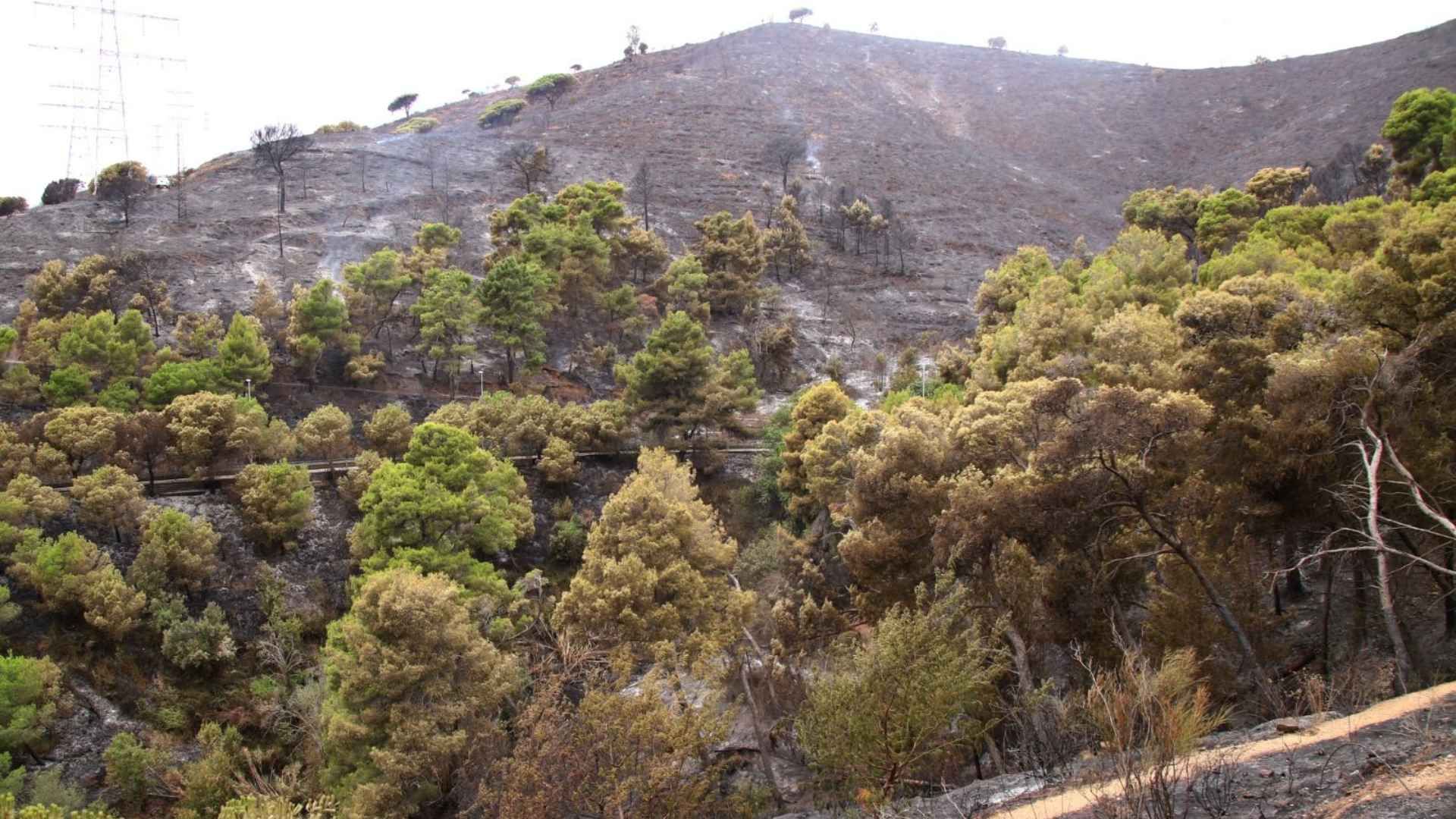 incendi parc collserola zona cremada afectacions fum flames barcelona
