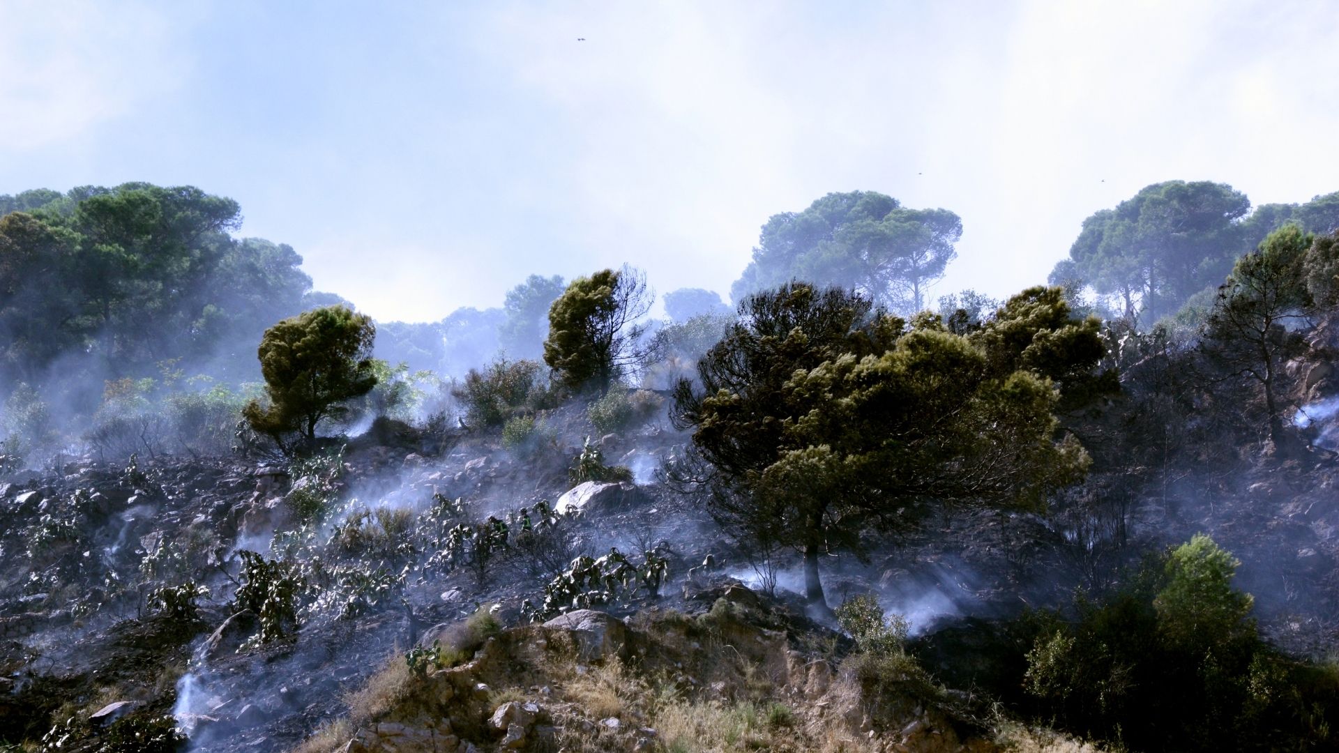Incendi a la carretera de Miramar, a Montjuïc