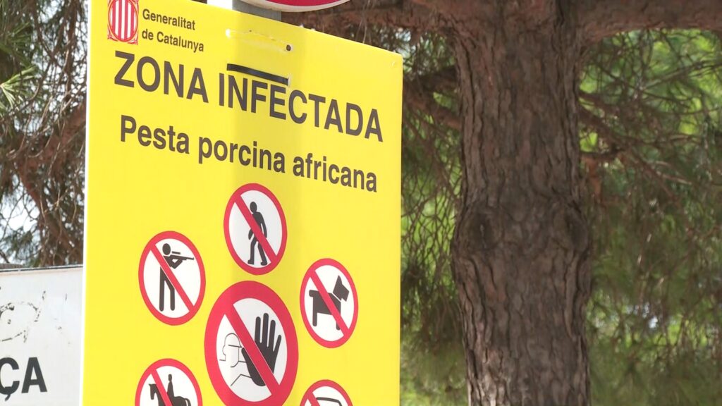 restriccions pesta porcina collserola