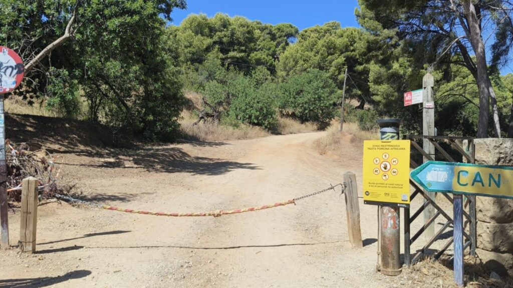 Els nous positius de pesta porcina, una galleda d'aigua freda per al veïnat de la zona de muntanya | Collserola, fauna, Parc Natural de Collserola, Pesta porcina