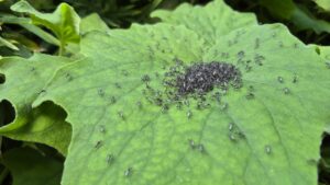 Alliberen 80.000 mosquits tigre setmanals, que esterilitzen les femelles i en redueixen la població